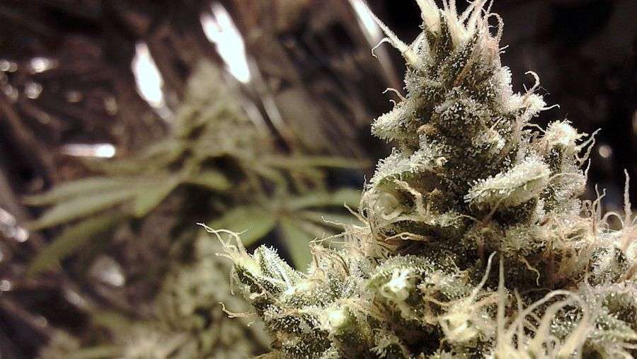 Nirvana Seeds - Aurora Indica (reg.)