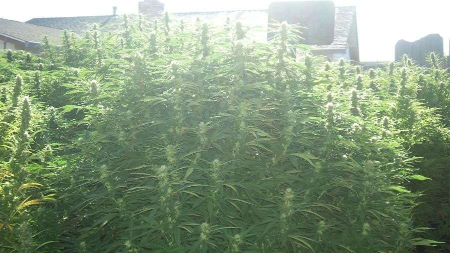 Nirvana Seeds - Chrystal (reg.)
