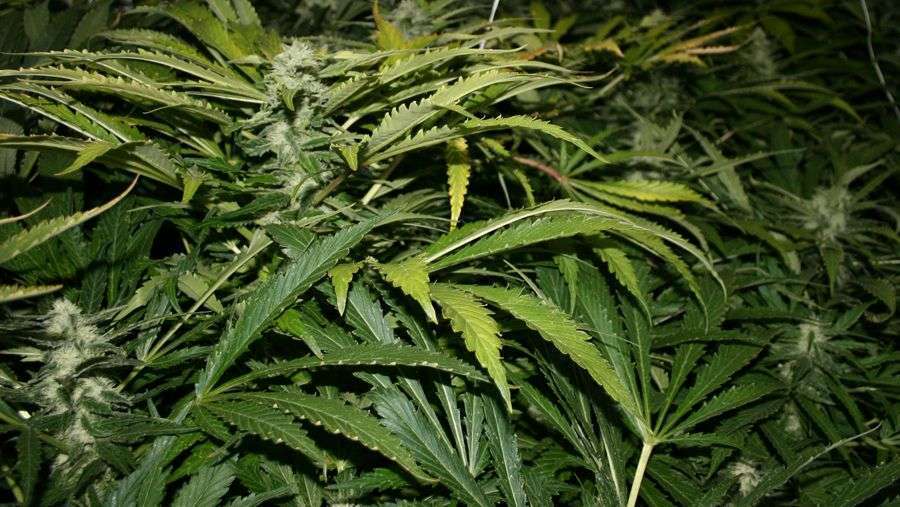 Nirvana Seeds - Northern Lights (reg.)