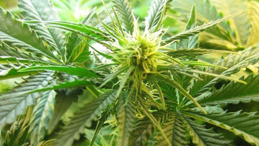 Nirvana Seeds - Northern Lights (reg.)