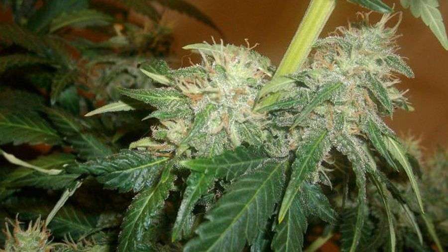 Nirvana Seeds - Super Skunk (reg.)