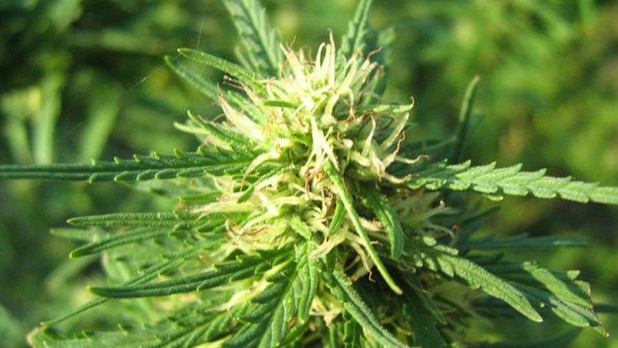 Nirvana Seeds - Super Skunk (reg.)