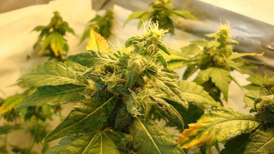 Nirvana Seeds - Super Skunk (reg.)