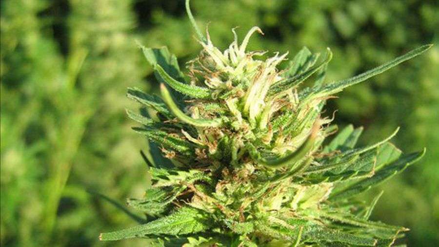 Nirvana Seeds - Super Skunk (reg.)