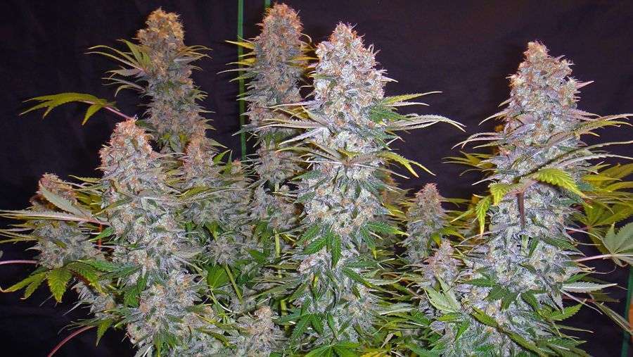 Nirvana Seeds - Jock Horror (reg.)