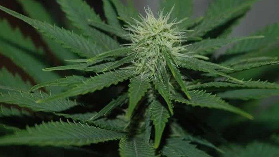 Nirvana Seeds - Jock Horror (reg.)