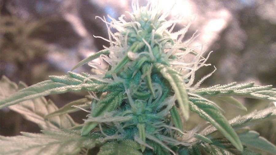 Nirvana Seeds - Jock Horror (reg.)