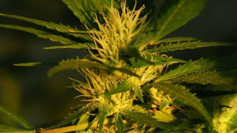 Nirvana Seeds - Jock Horror (reg.)