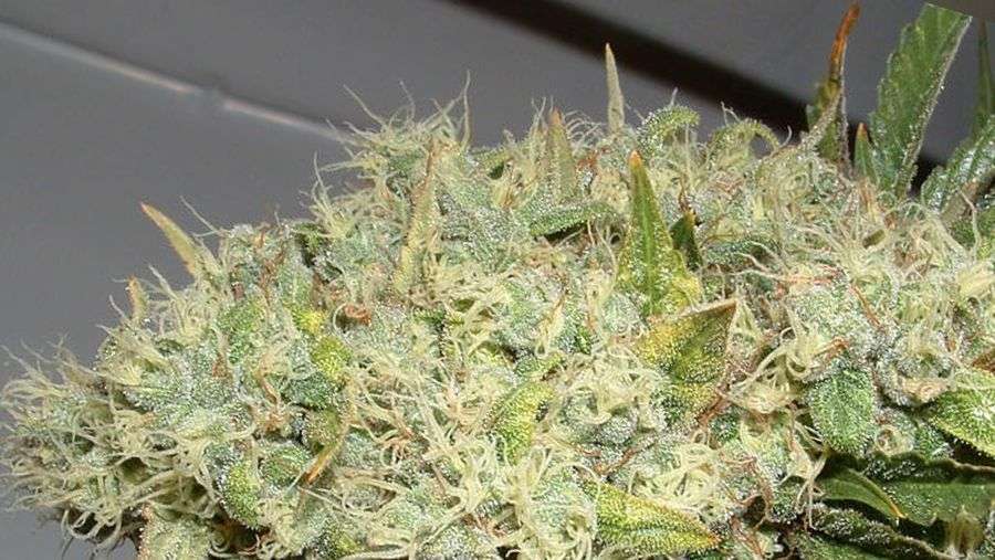 Nirvana Seeds - Pure Power Plant (reg.)