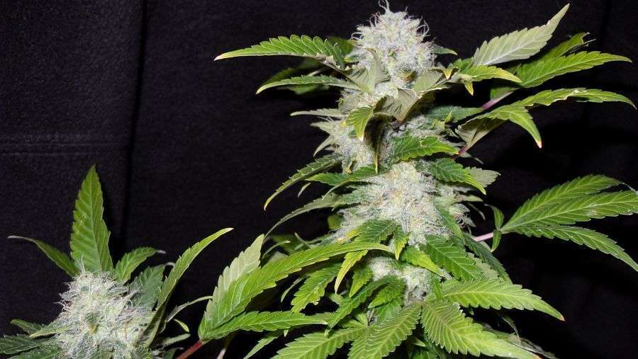 Nirvana Seeds - Pure Power Plant (reg.)