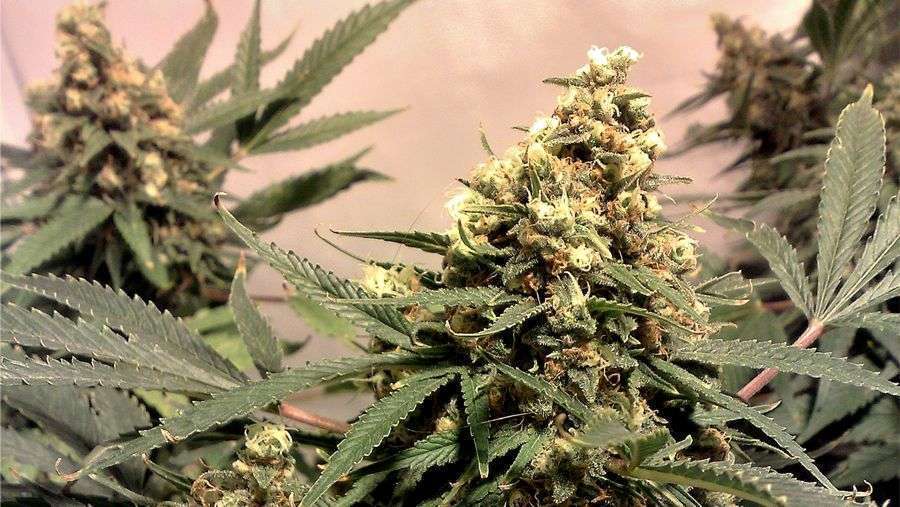 Nirvana Seeds - Pure Power Plant (reg.)