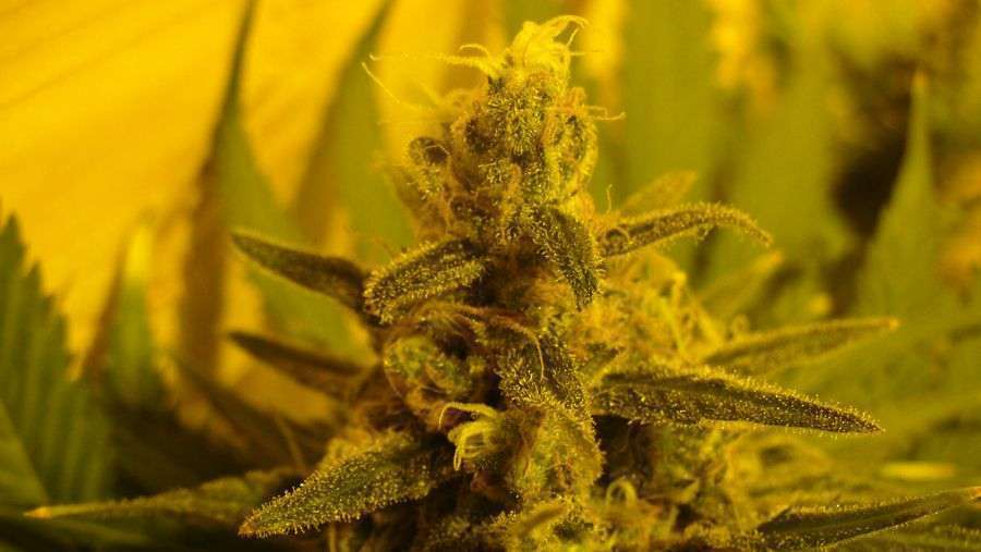Nirvana Seeds - Pure Power Plant (reg.)