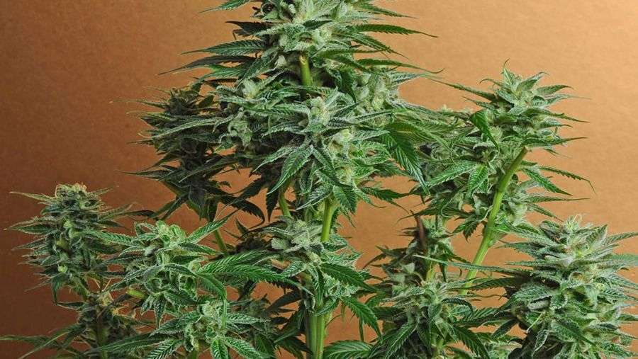 Nirvana Seeds - Snow White (reg.)