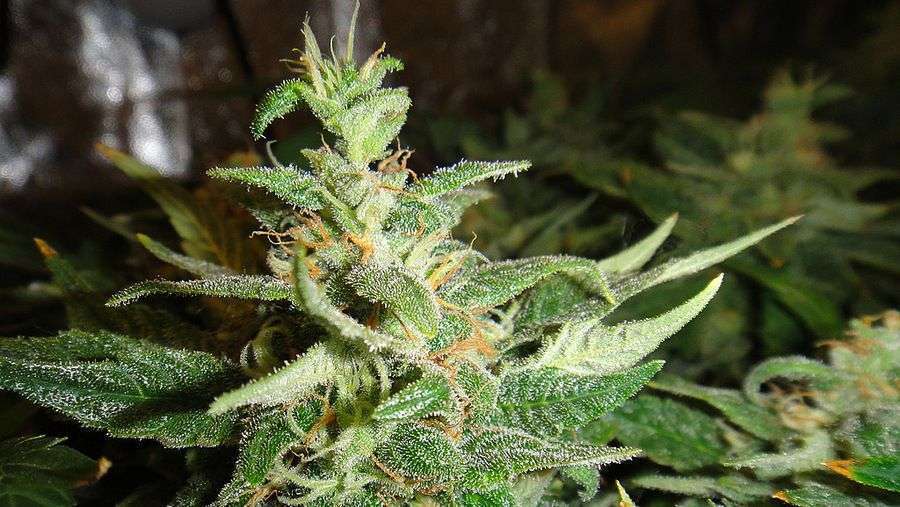 Nirvana Seeds - Blackberry (reg.)