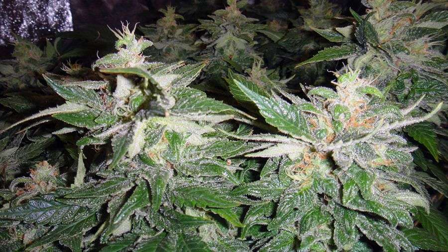 Nirvana Seeds - Blackberry (reg.)