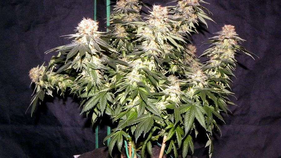 Nirvana Seeds - Blackberry (reg.)