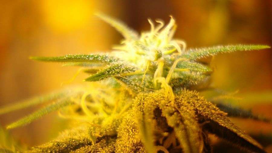 Nirvana Seeds - Swiss Cheese (reg.)