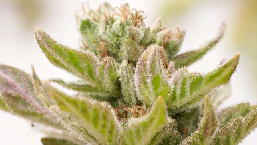 Nirvana Seeds - Full Moon (reg.)