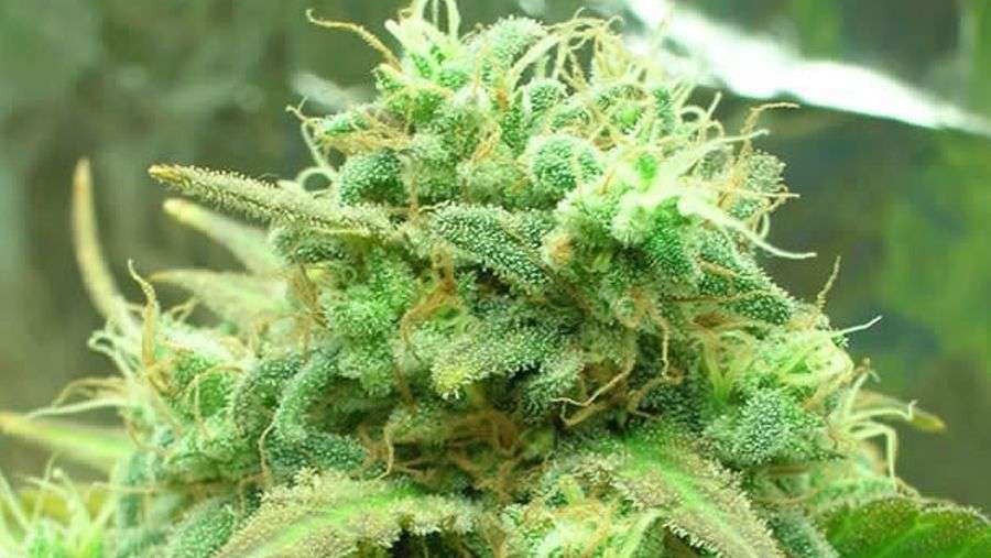 Nirvana Seeds - Blackjack (reg.)