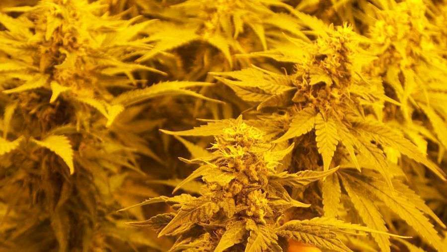 Nirvana Seeds - Wonder Woman (reg.)