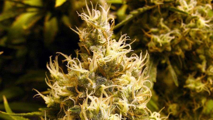 Nirvana Seeds - Wonder Woman (reg.)