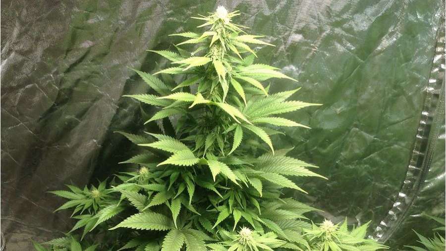 Nirvana Seeds - Wonder Woman (reg.)