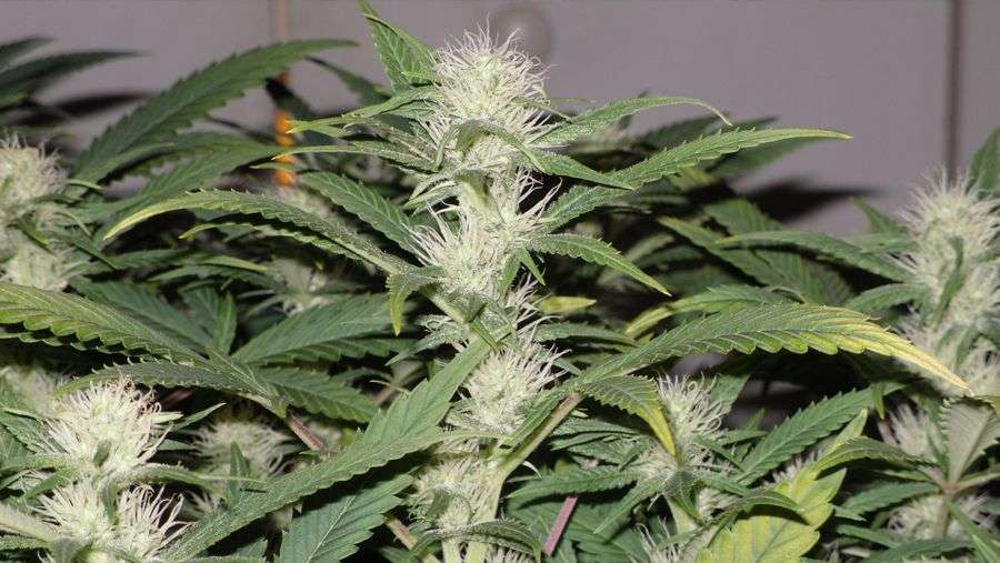 Nirvana Seeds - White Castle (reg.)