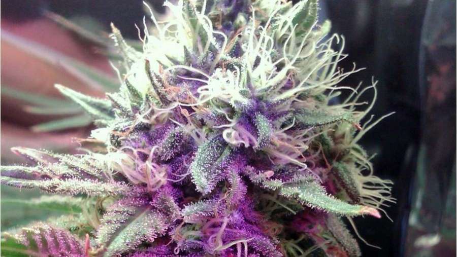 Nirvana Seeds - White Castle (reg.)