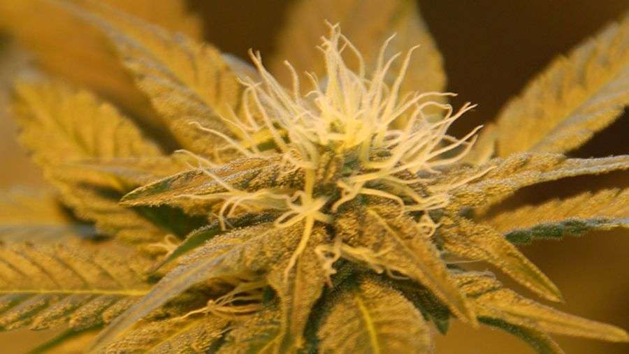 Nirvana Seeds - White Castle (reg.)