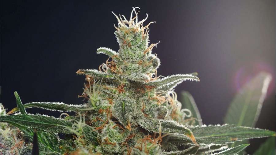 Nirvana Seeds - White Castle (reg.)