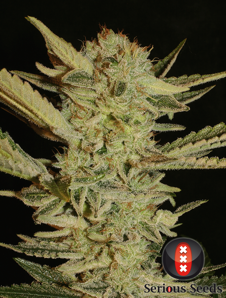 Serious Seeds - Bubble Gum (reg.)