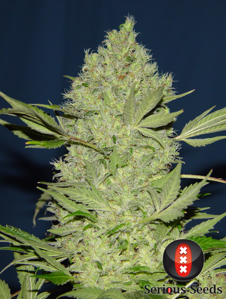 Serious Seeds - Chronic (reg.)
