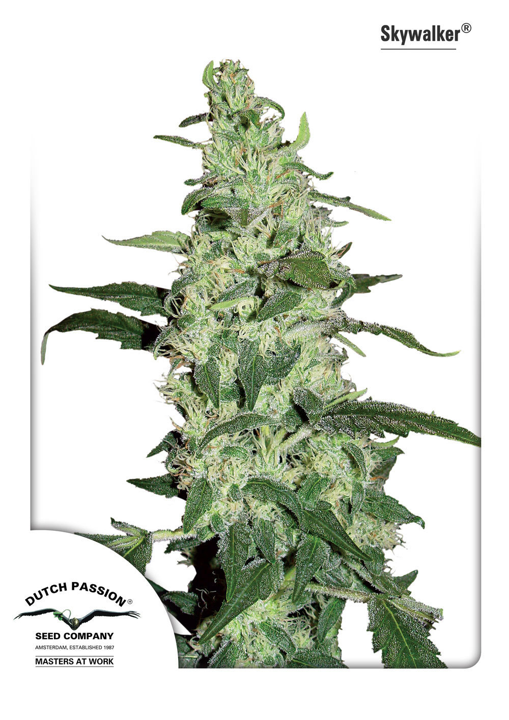 Dutch Passion - Skywalker (fem.)