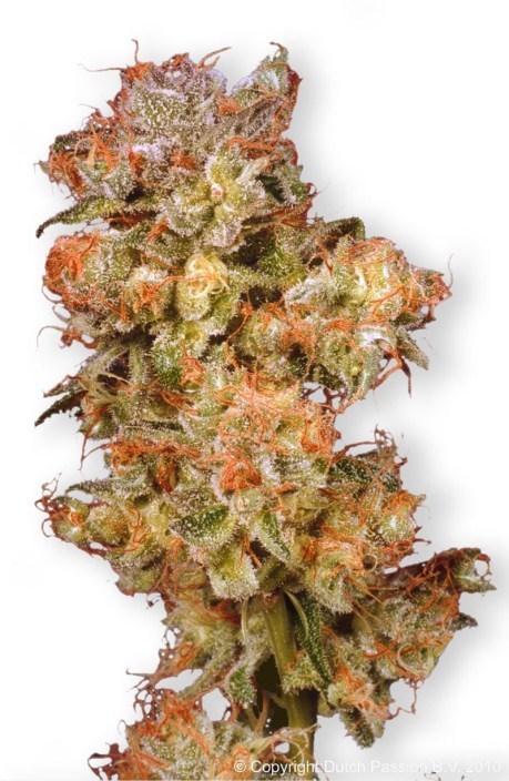 Dutch Passion - Skywalker (fem.)