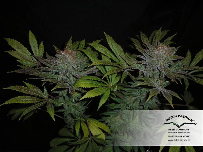 Dutch Passion - Skywalker (fem.)