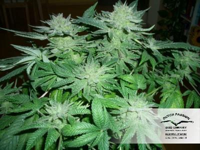 Dutch Passion - Skywalker (fem.)