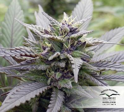 Dutch Passion - Skywalker (fem.)