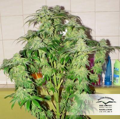 Dutch Passion - Skywalker (fem.)