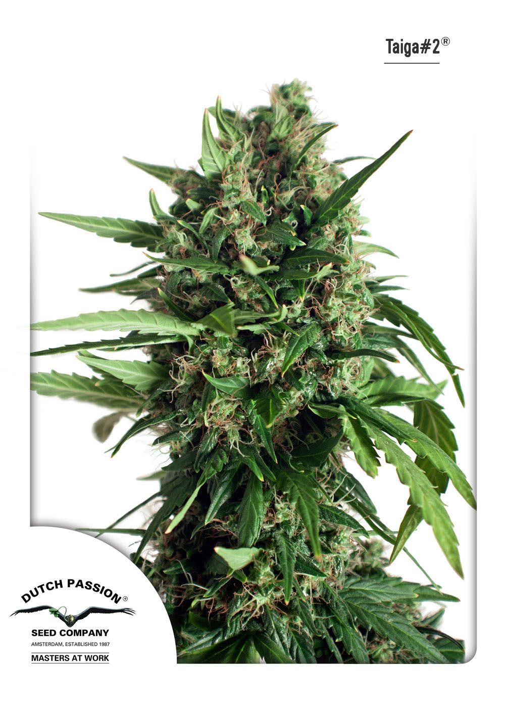 Dutch Passion - Taiga #2 (auto/fem.)