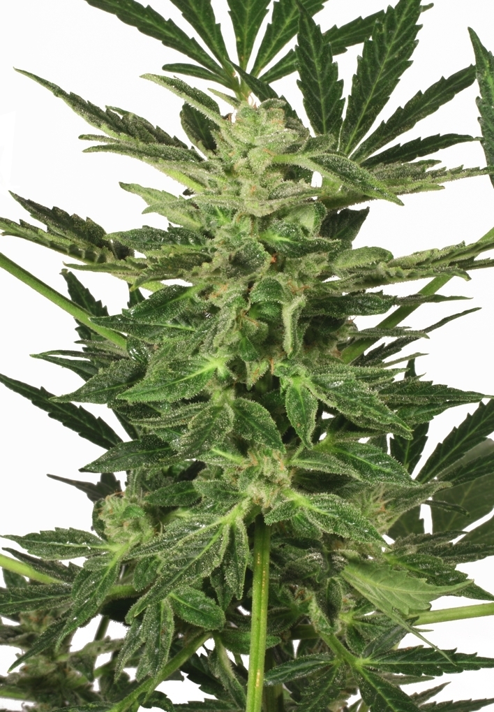 Dutch Passion - Taiga #2 (auto/fem.)