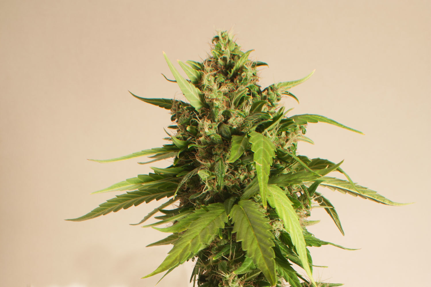 Dutch Passion - Taiga #2 (auto/fem.)