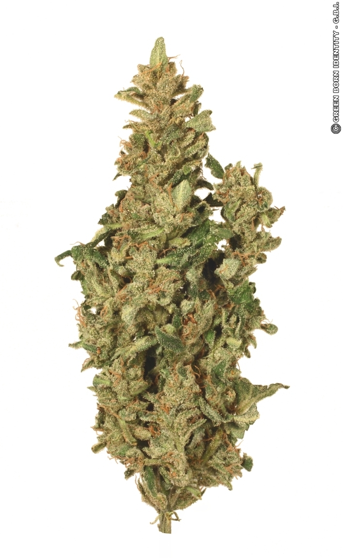 Dutch Passion - Taiga #2 (auto/fem.)