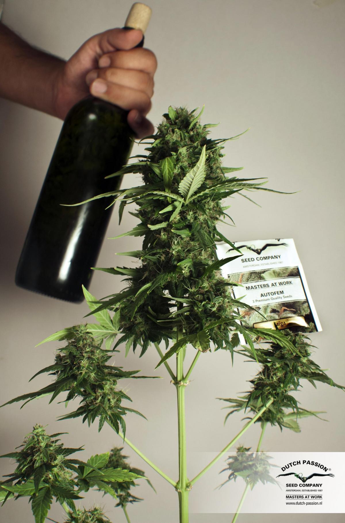 Dutch Passion - Taiga #2 (auto/fem.)
