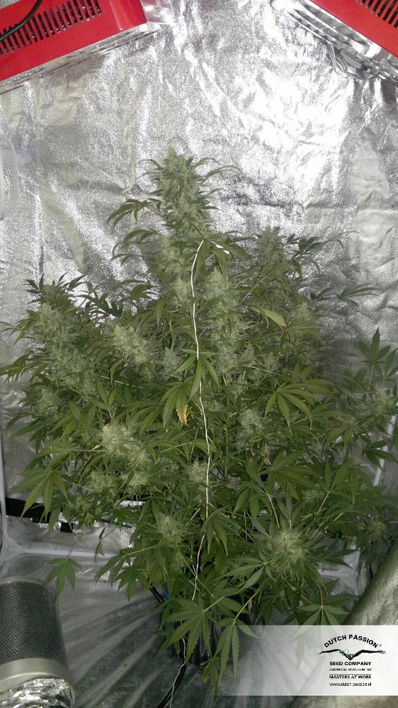 Dutch Passion - Taiga #2 (auto/fem.)