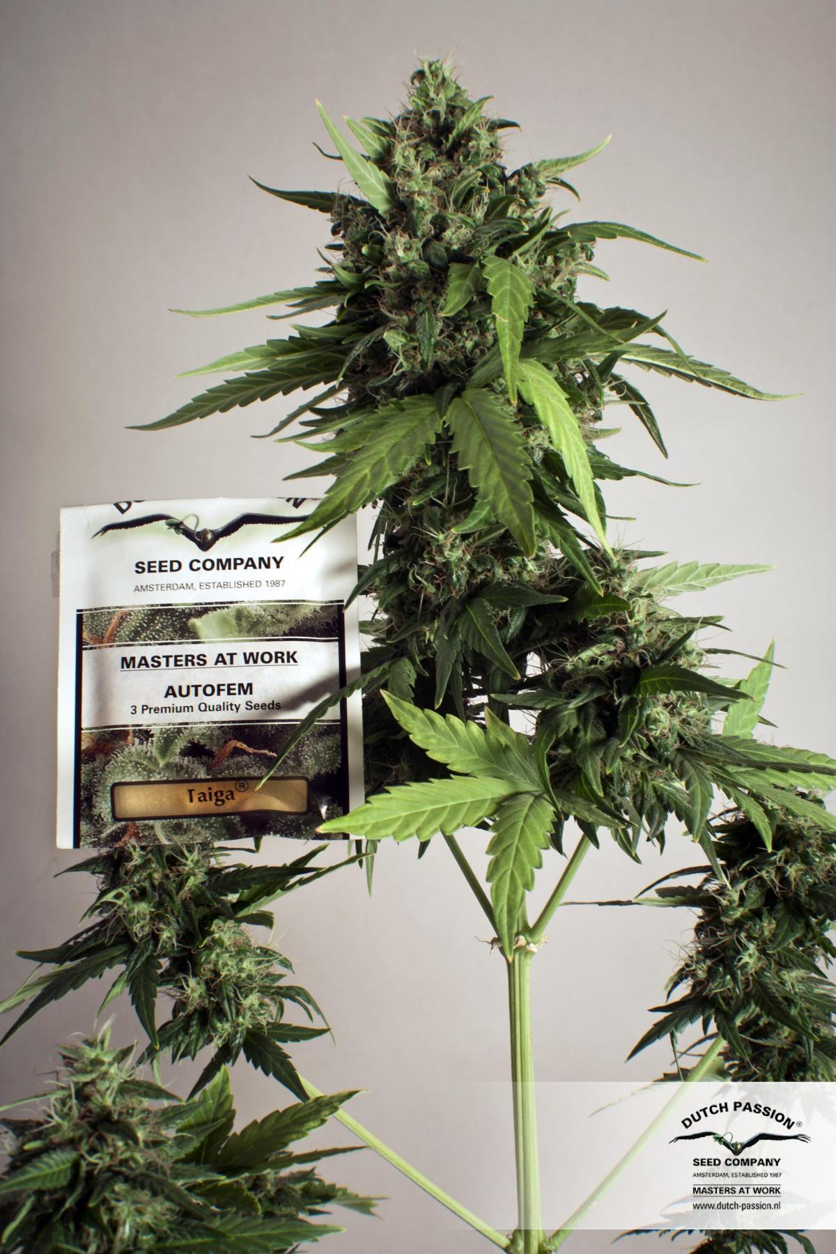 Dutch Passion - Taiga #2 (auto/fem.)