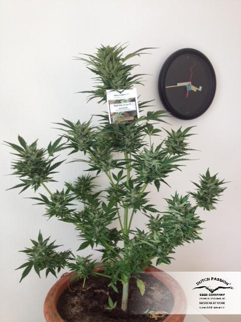 Dutch Passion - Taiga #2 (auto/fem.)