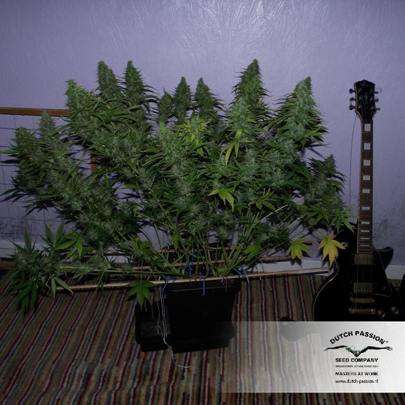 Dutch Passion - Taiga #2 (auto/fem.)