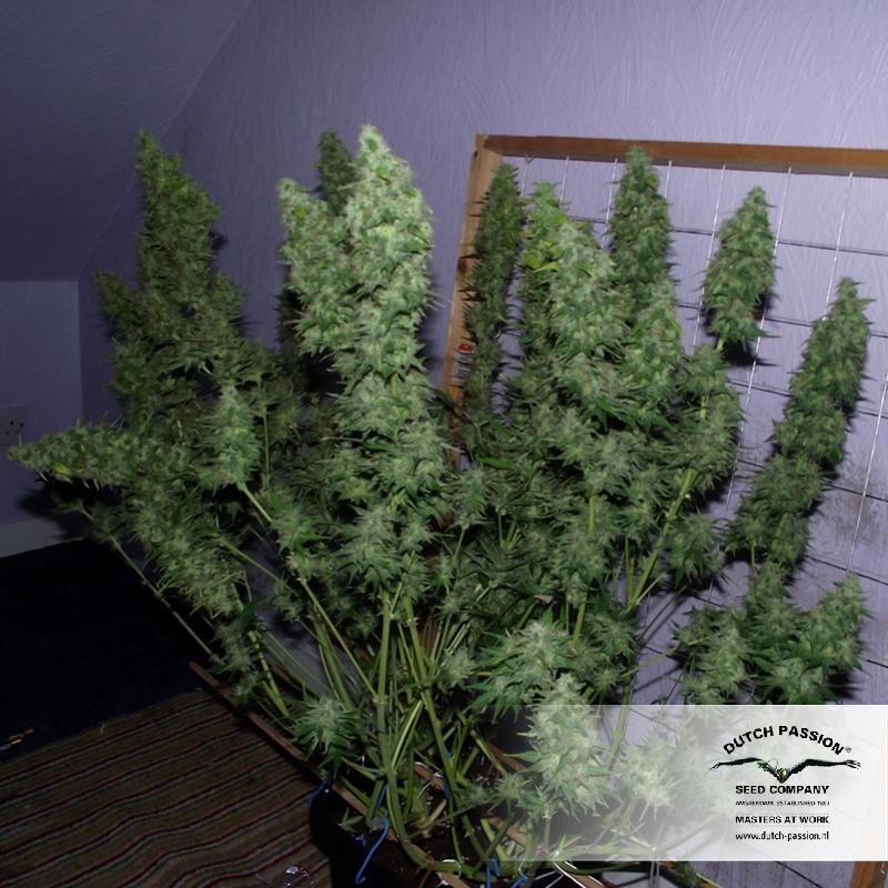 Dutch Passion - Taiga #2 (auto/fem.)