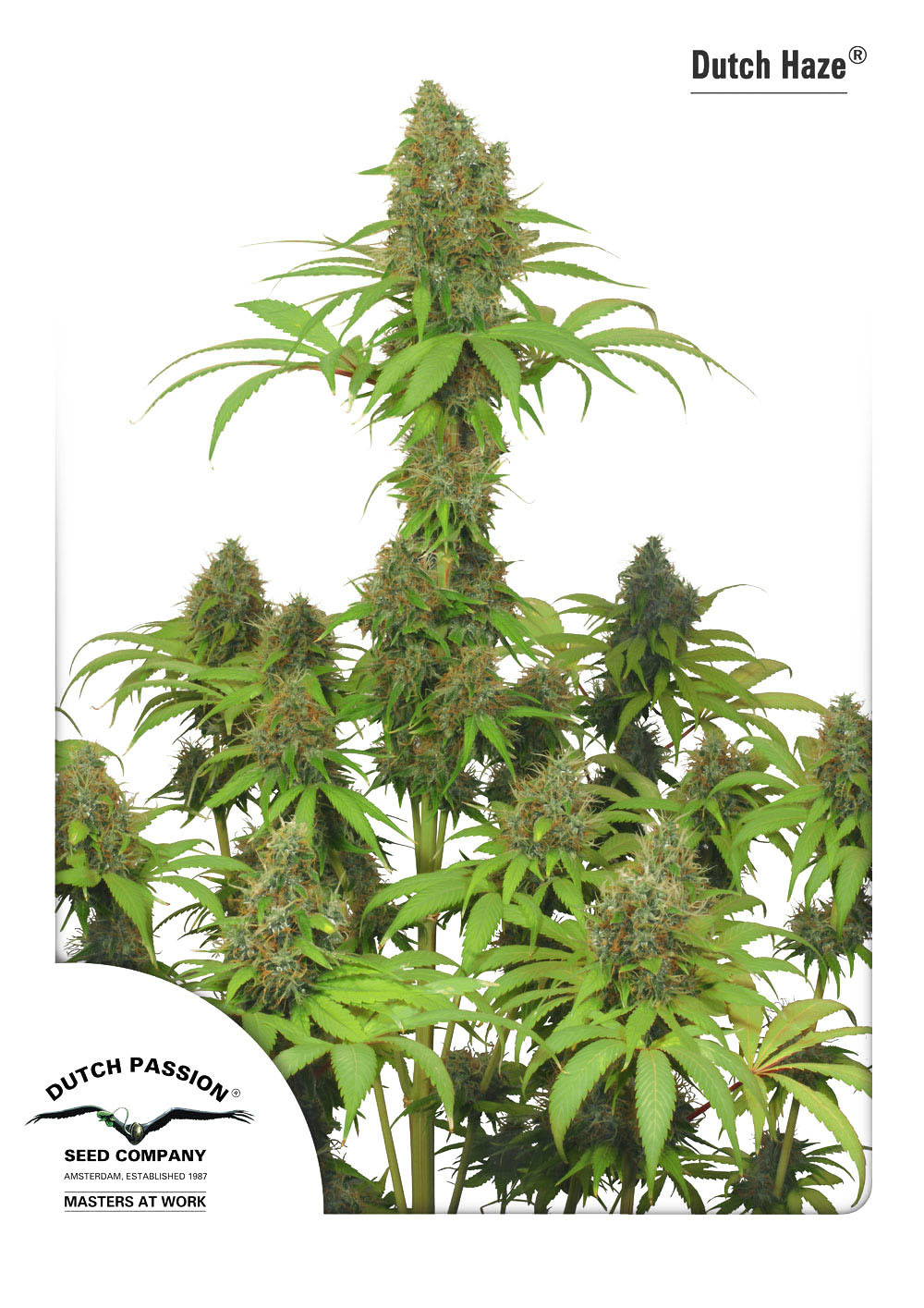 Dutch Passion - Dutch Haze ® (fem.)