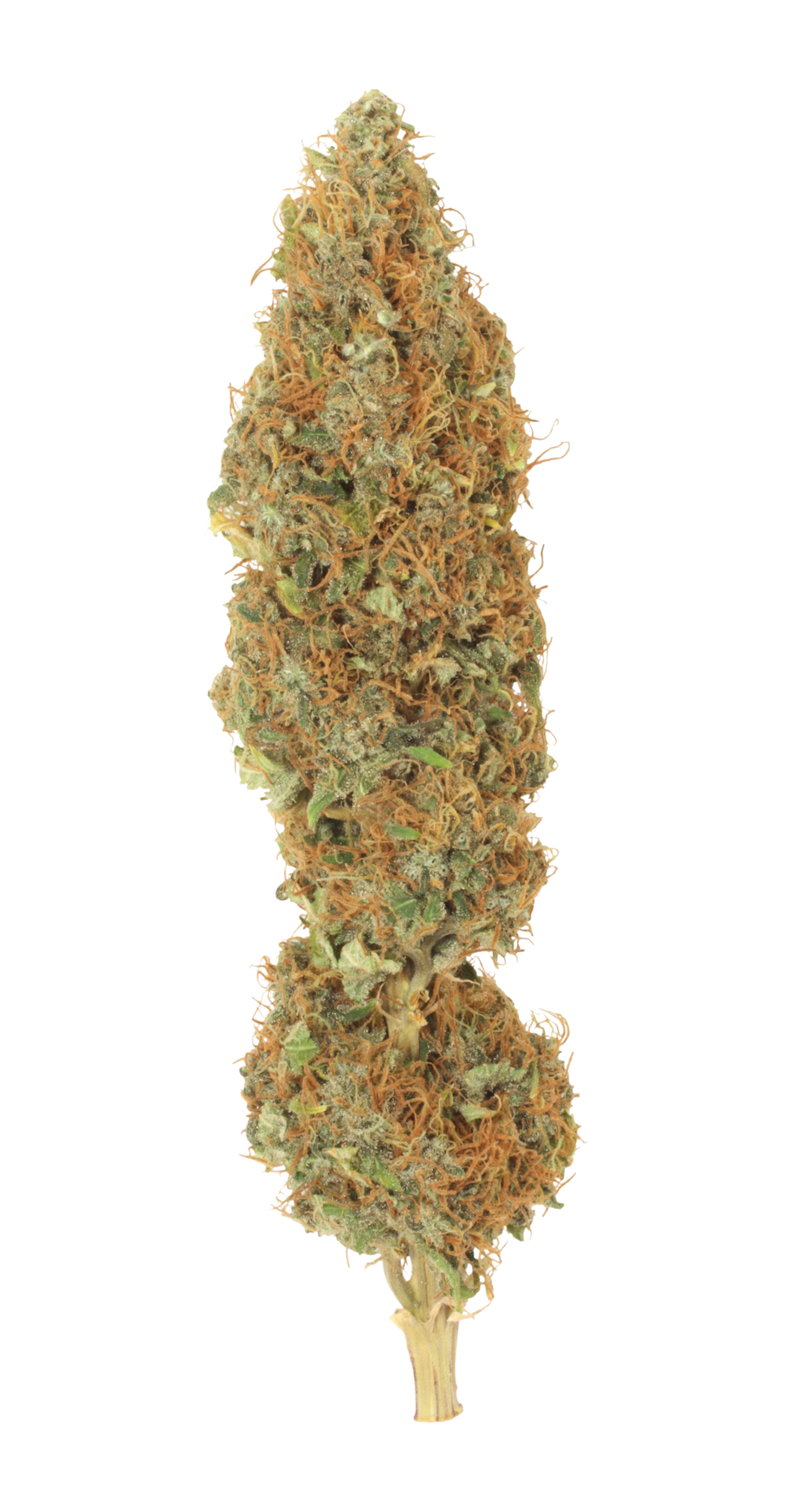 Dutch Passion - Dutch Haze ® (fem.)